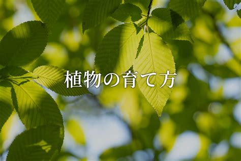 植物栽培方法|【植物図鑑】初心者さんでも失敗しない植物の育て方・栽培方法